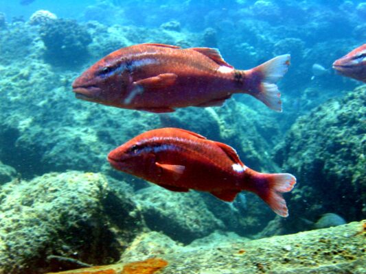 Parupeneus porphyreus (Parupeneus porphyreus) |commons:File:Parupeneus porphyreus.jpg