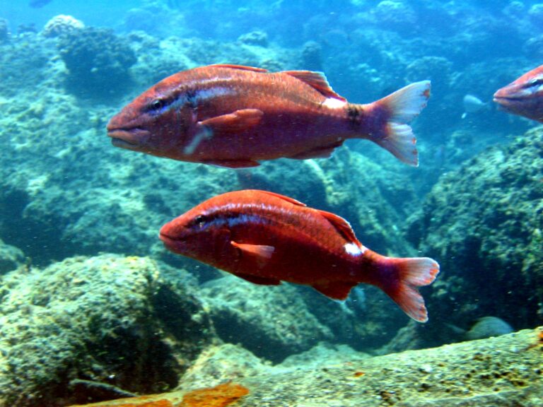 Parupeneus porphyreus (Parupeneus porphyreus) |commons:File:Parupeneus porphyreus.jpg
