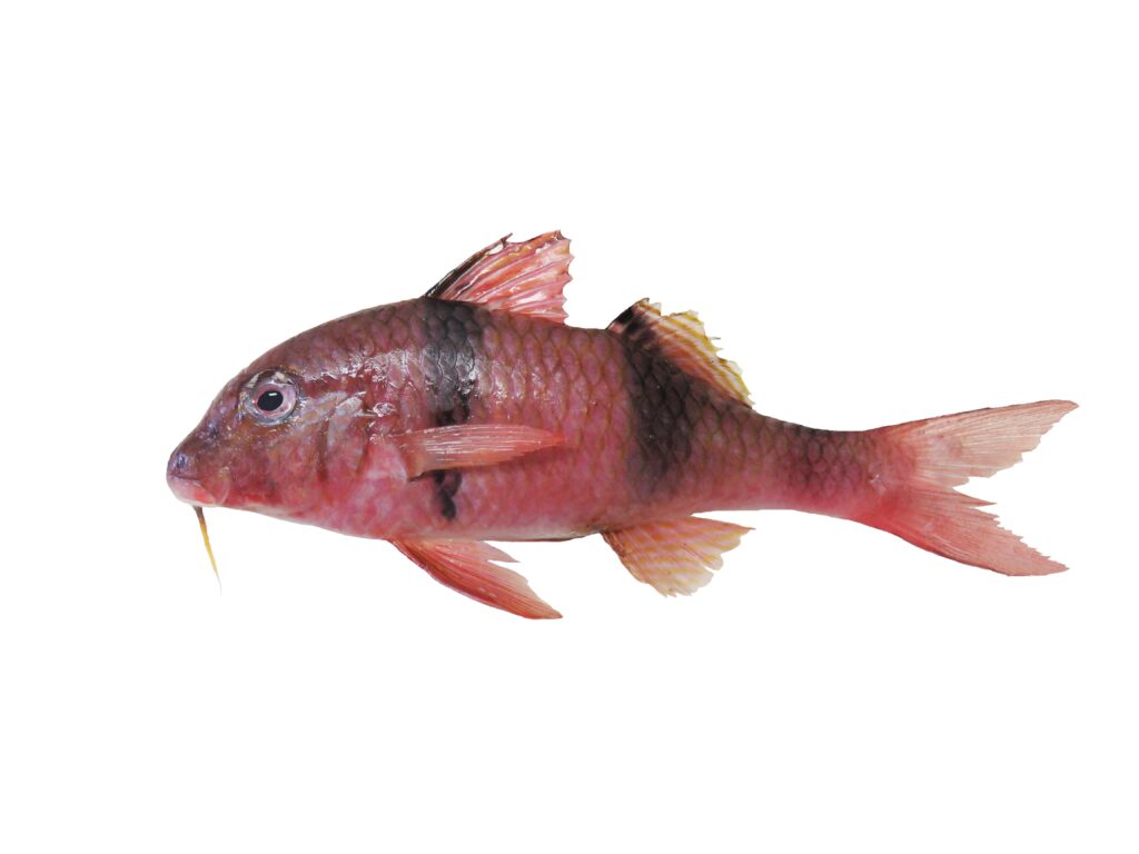 Parupeneus trifasciatus (Parupeneus trifasciatus) |commons:File:Capucin manuel (Parupeneus trifasciatus) (Ifremer 00762-87353).jpg