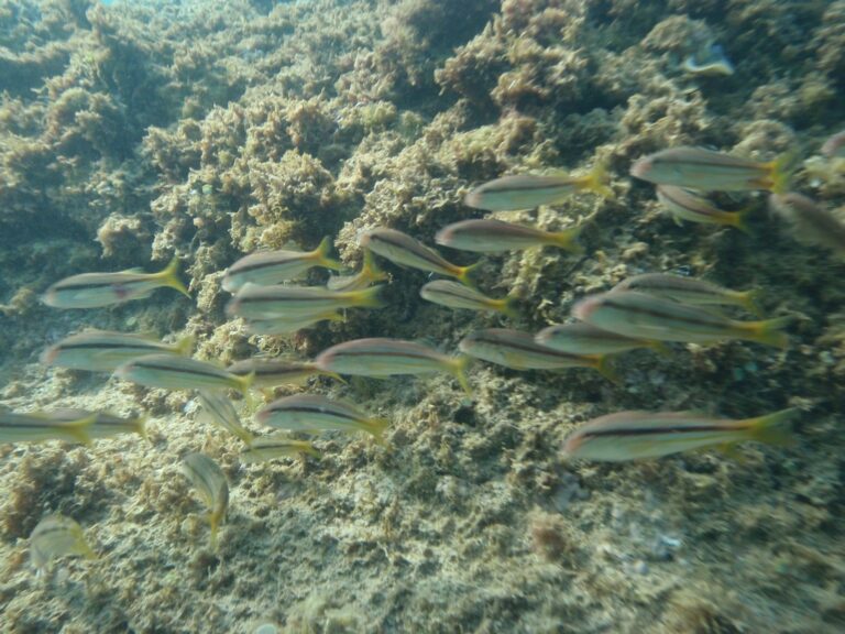 pasa barbunu (Upeneus moluccensis) |commons:File:Upeneus moluccensis.jpg