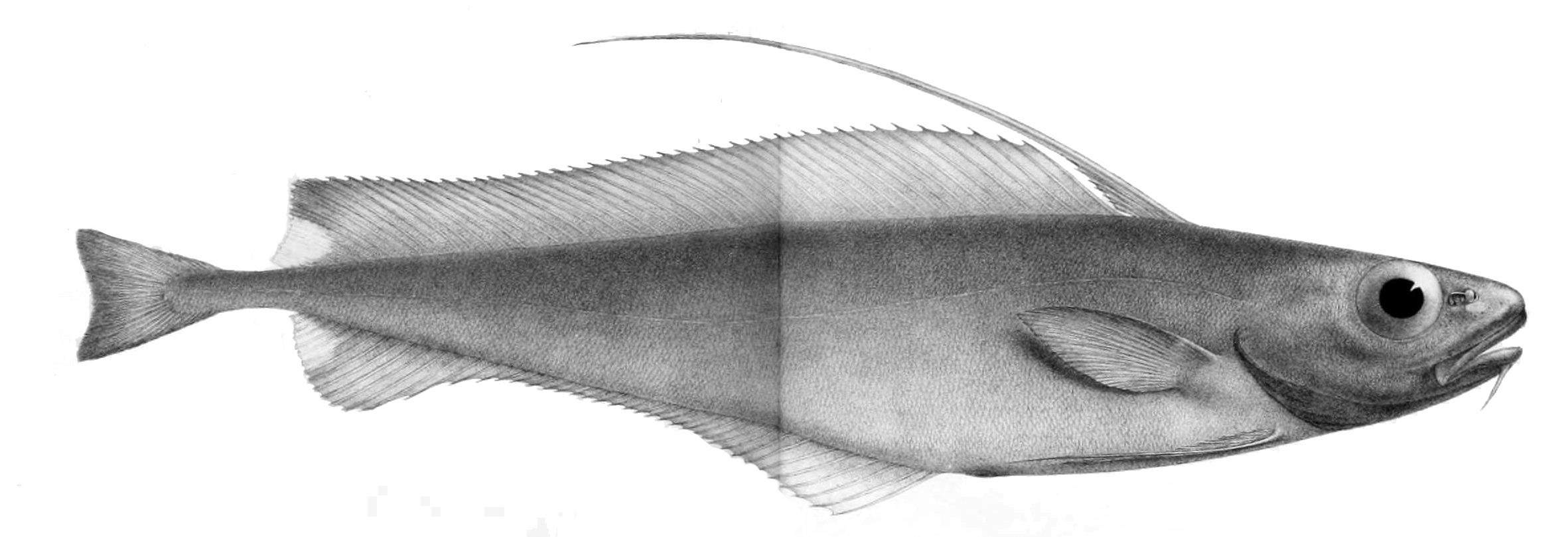 Patagonian Codling (Lepidion ensiferus) |commons:File:Lepidion ensiferus.jpg