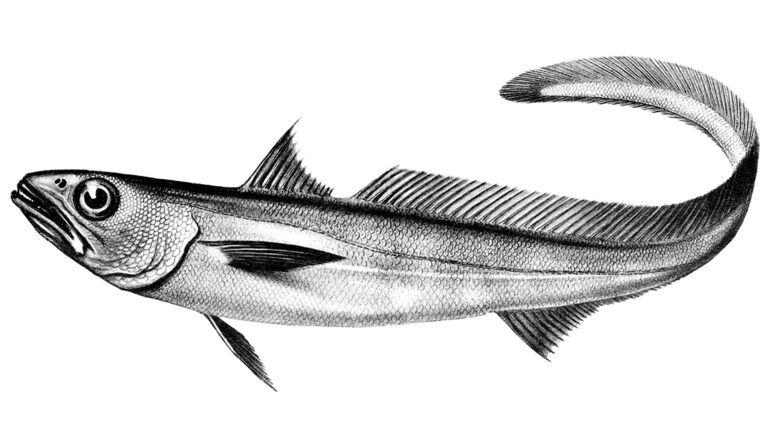 Patagonian Grenadier (Macruronus magellanicus) |commons:File:Macruronus magellanicus.jpg