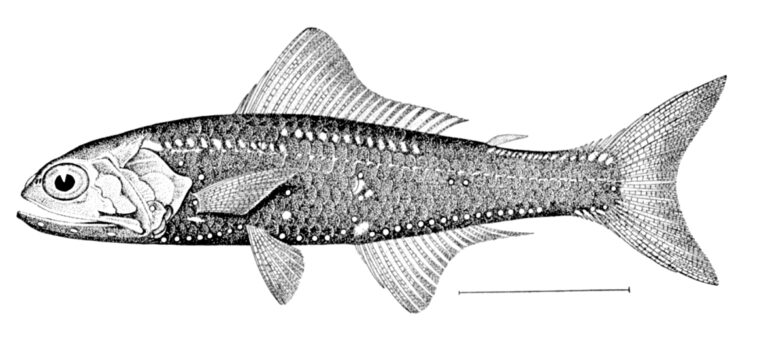 Patchwork Lampfish (Notoscopelus resplendens) |commons:File:Notoscopelus resplendens.jpg
