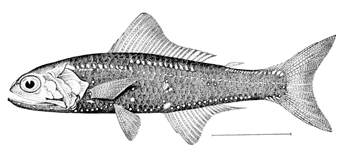 Patchwork Lampfish (Notoscopelus resplendens) |commons:File:Notoscopelus resplendens.jpg