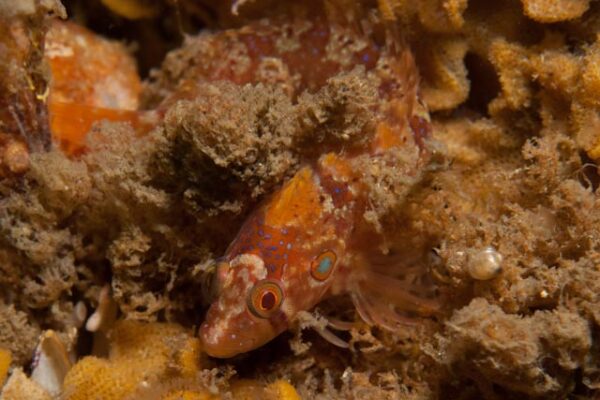 Pavoclinus profundus (Pavoclinus profundus) |commons:File:Pavoclinus profundus.jpg