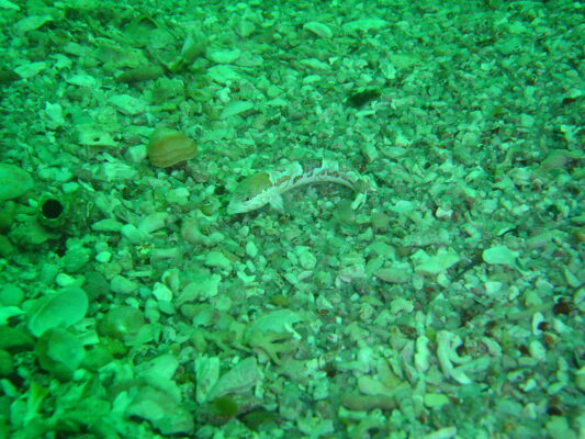 Pavoclinus smalei (Pavoclinus smalei) |commons:File:Pavoclinus smalei DSC09260.JPG