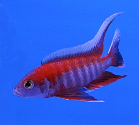 Peacock Cichlid (Aulonocara jacobfreibergi) |commons:File:Aulonocara jacobfreibergi eureka red.jpg