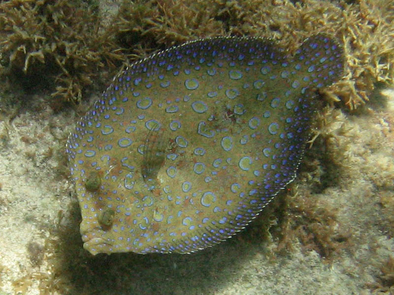 peacock flounder (Bothus lunatus) |commons:File:Bothus lunatus-StCroix.jpg
