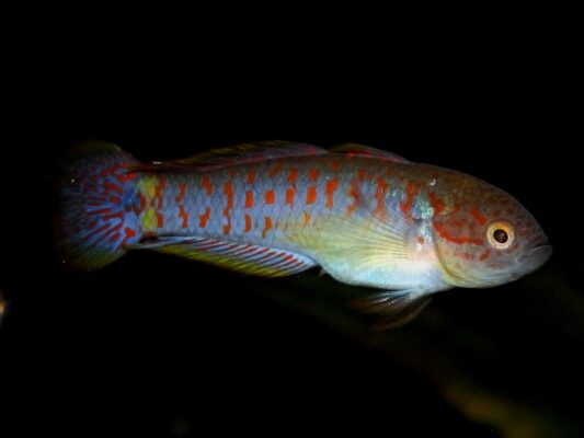 Peacock Gudgeon (Tateurndina ocellicauda) |commons:File:Tateurndina ocellicauda, male.jpg