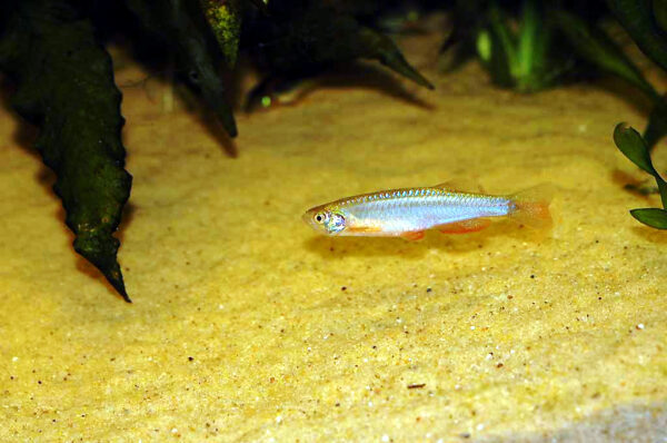 Pearl Danio (Danio albolineatus) |commons:File:Danio albolineatus.jpg