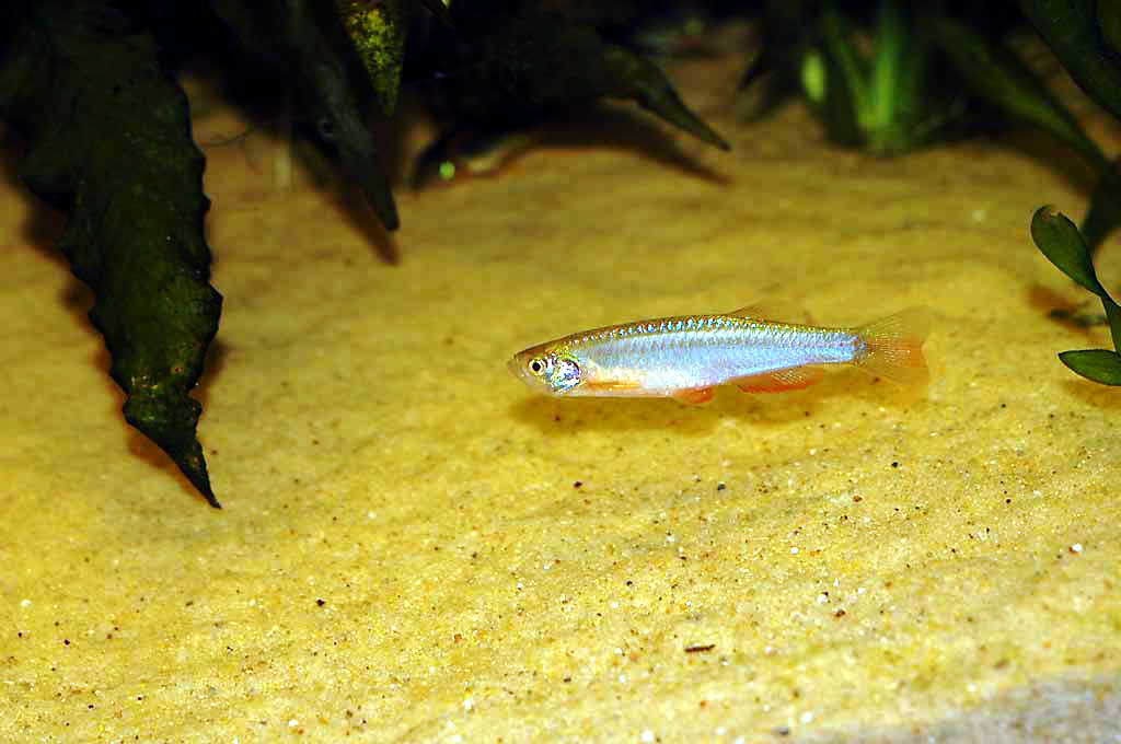 Pearl Danio (Danio albolineatus) |commons:File:Danio albolineatus.jpg