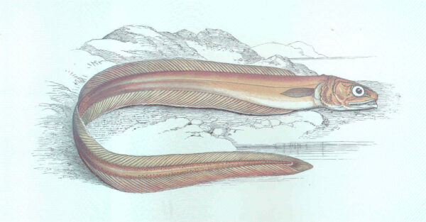 Pearlfish (Echiodon drummondii) |commons:File:FMIB 46245 Drummond's Echiodon.jpeg