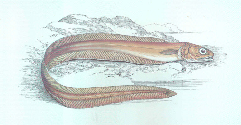 Pearlfish (Echiodon drummondii) |commons:File:FMIB 46245 Drummond's Echiodon.jpeg