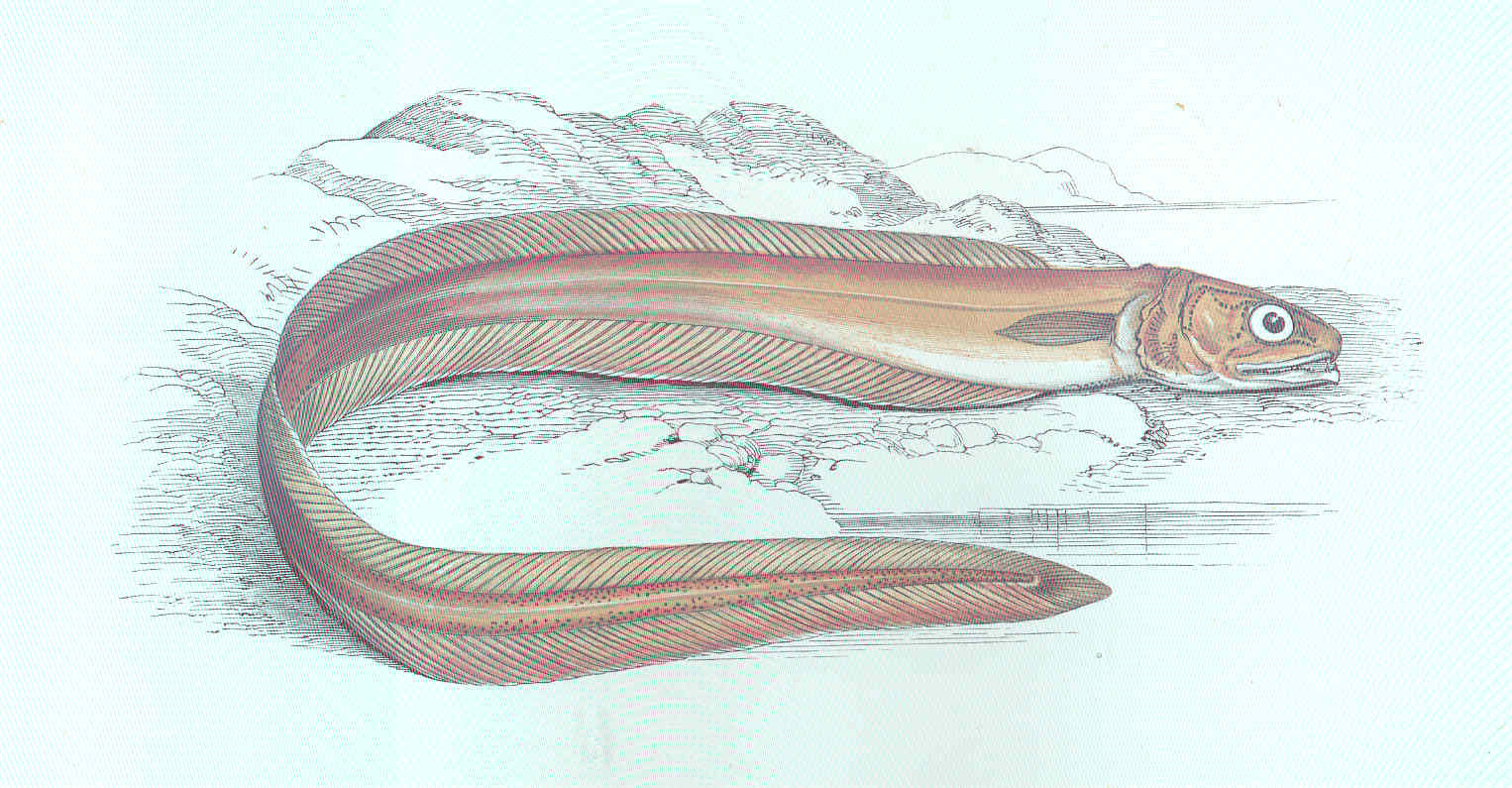 Pearlfish (Echiodon drummondii) |commons:File:FMIB 46245 Drummond's Echiodon.jpeg