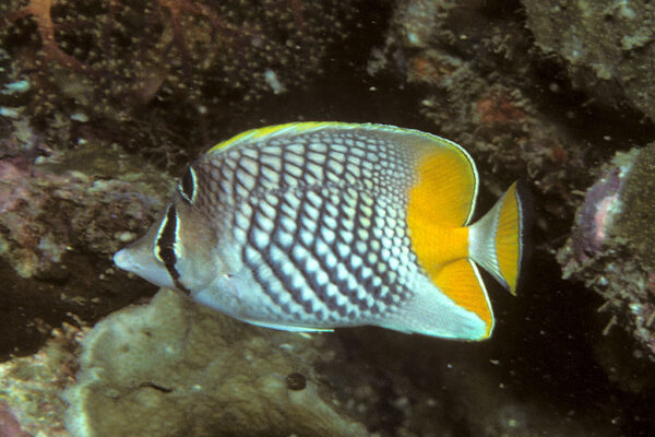 Pearlscale Butterfly Chaetodon xanthurus
