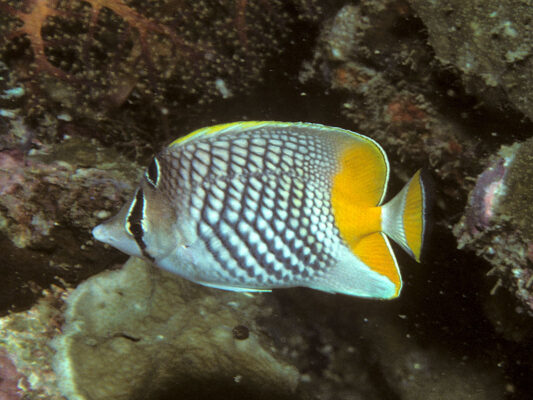Pearlscale Butterflyfish (Chaetodon xanthurus) |commons:File:Bep chaetodon xanthurus.jpg