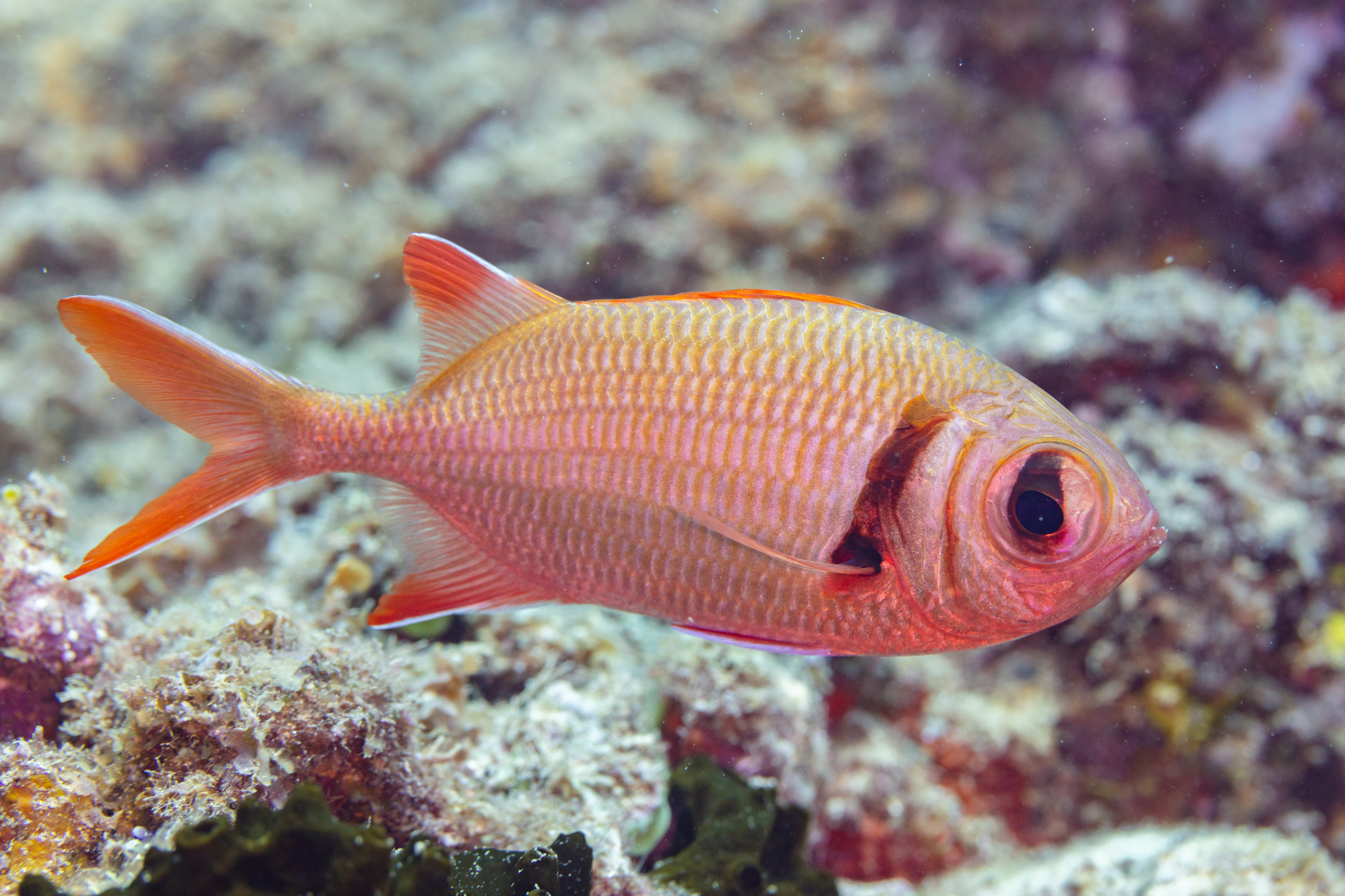 pearly soldierfish (Myripristis kuntee) |commons:File:Candil (Myripristis kuntee), Ambalihabe, Madagascar, 2025-09-16, DD 56.jpg