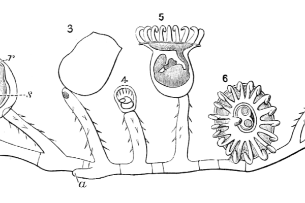 Pedicellina cernua Pedicellina cernua