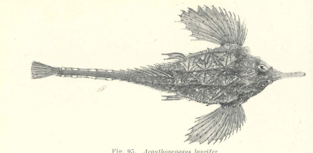 Pegasus lancifer (Pegasus lancifer) |commons:File:FMIB 45605 Acanthopegasus lancifer.jpeg