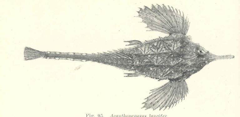 Pegasus lancifer (Pegasus lancifer) |commons:File:FMIB 45605 Acanthopegasus lancifer.jpeg