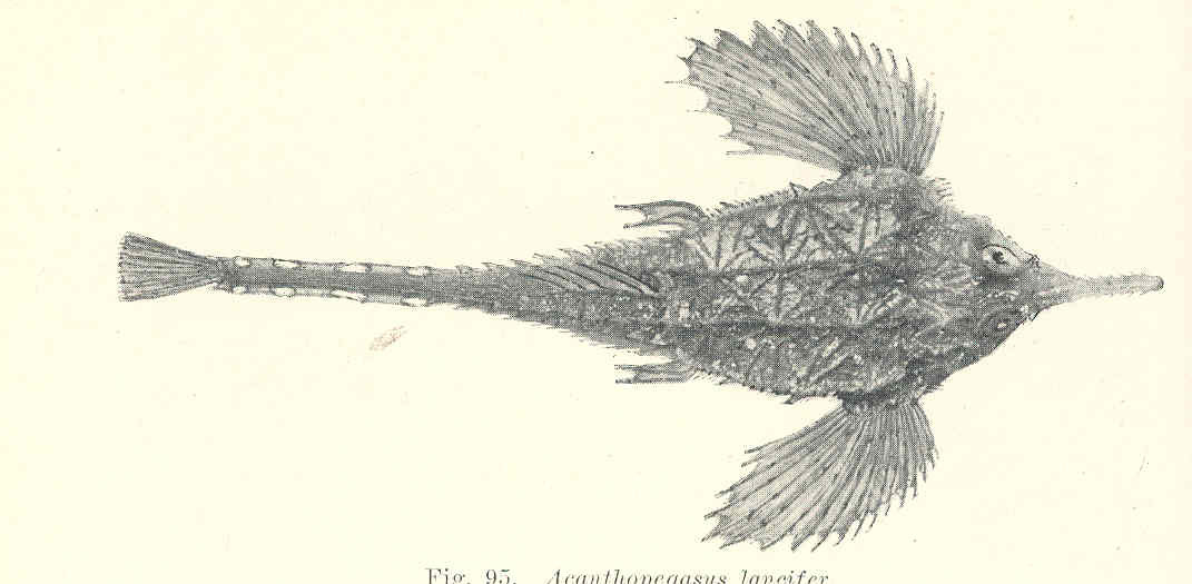 Pegasus lancifer (Pegasus lancifer) |commons:File:FMIB 45605 Acanthopegasus lancifer.jpeg