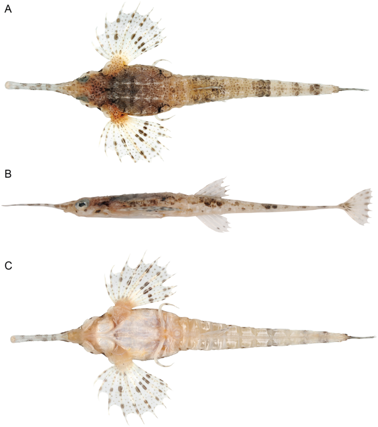 Pegasus tetrabelos (Pegasus tetrabelos) |commons:File:Pegasus tetrabelos holotype.PNG