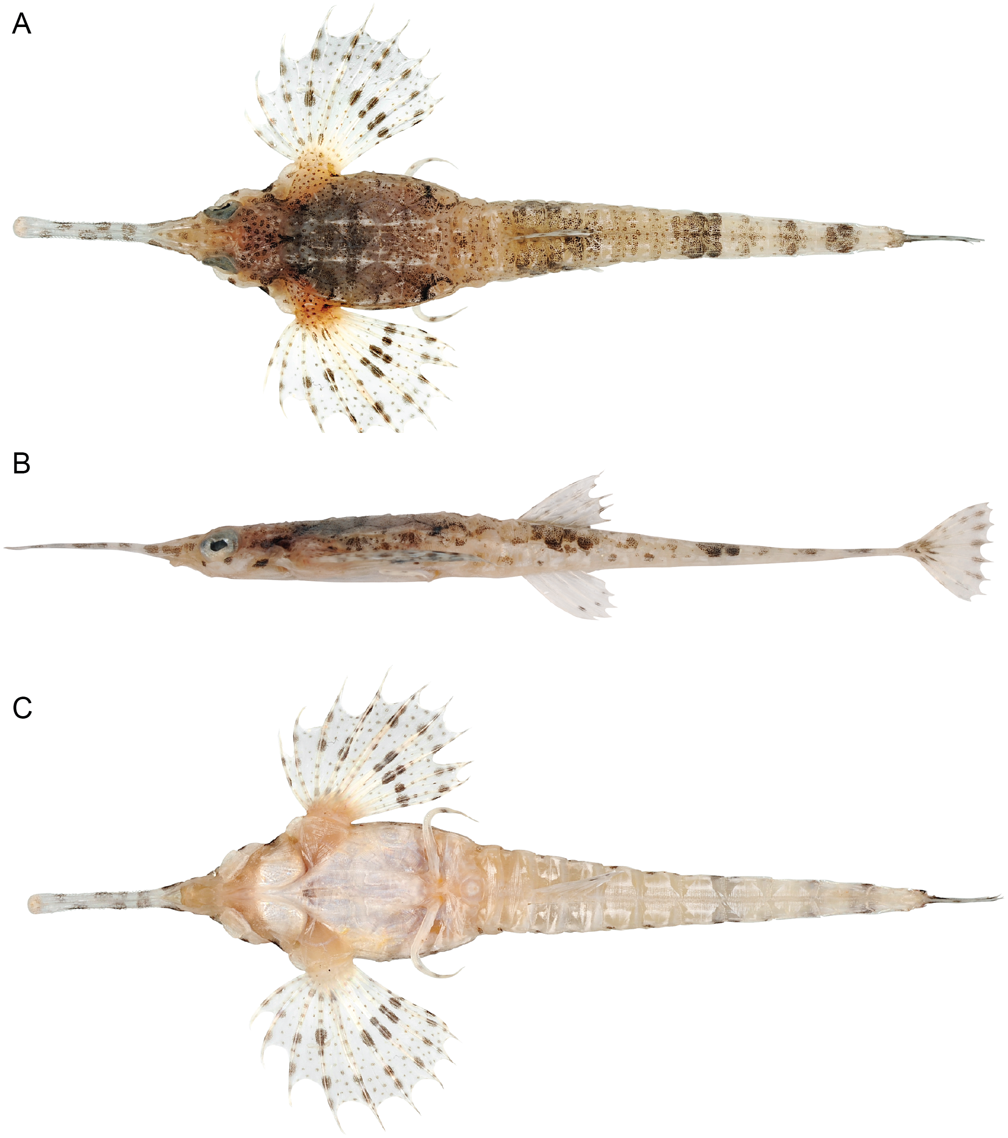 Pegasus tetrabelos (Pegasus tetrabelos) |commons:File:Pegasus tetrabelos holotype.PNG