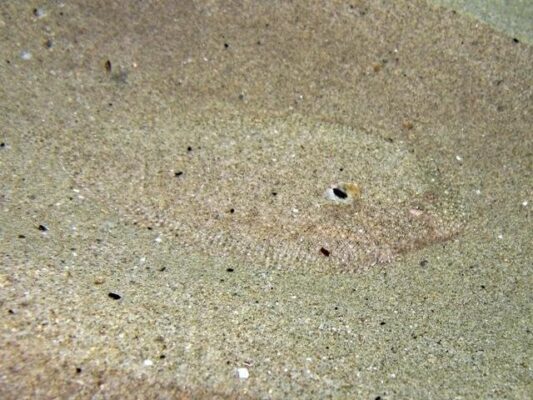 Pegusa nasuta (Pegusa nasuta) |commons:File:Pegusa nasuta Crete.jpg