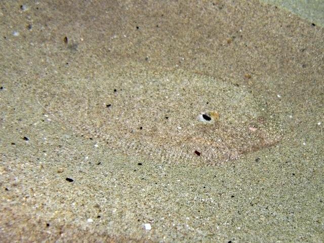 Pegusa nasuta (Pegusa nasuta) |commons:File:Pegusa nasuta Crete.jpg