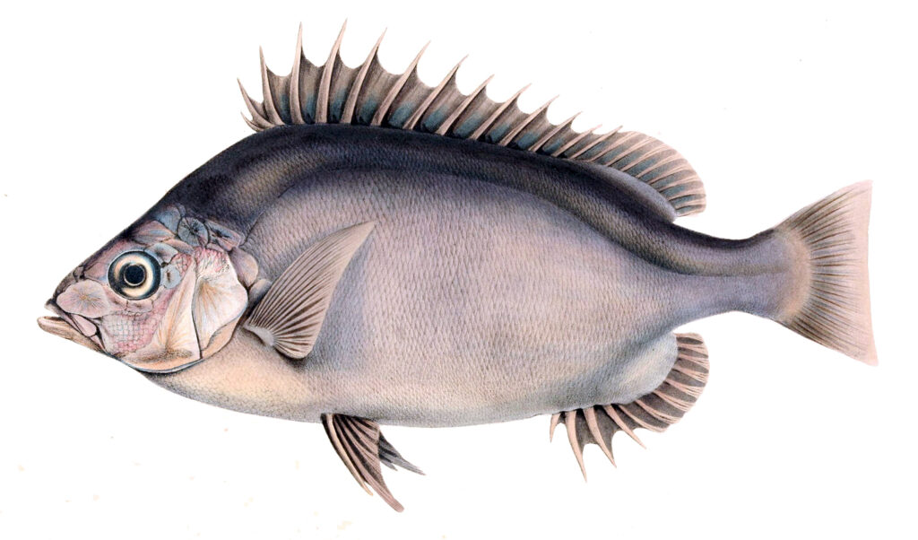 Pelagic Armorhead (Pentaceros richardsoni) |commons:File:Pseudopentaceros richardsoni.jpg