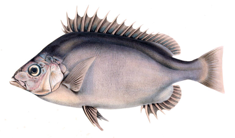 Pelagic Armorhead (Pentaceros richardsoni) |commons:File:Pseudopentaceros richardsoni.jpg