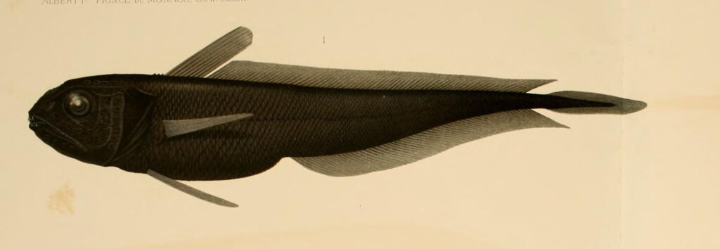 Pelagic Cod (Melanonus gracilis) |commons:File:Melanonus gracilis.jpg
