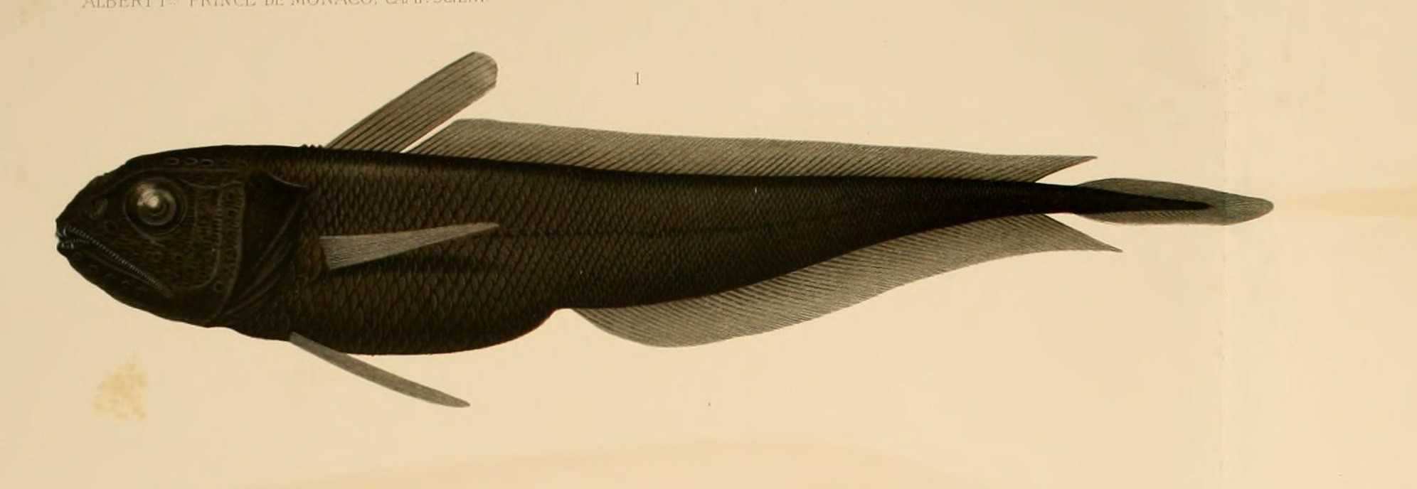 Pelagic Cod (Melanonus gracilis) |commons:File:Melanonus gracilis.jpg