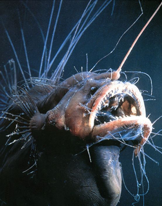 Pelagic Fanfin (Caulophryne pelagica) |commons:File:Caulophryne pelagica.jpg