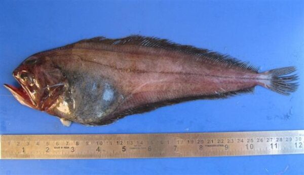 Pelican Flounder (Chascanopsetta lugubris) |commons:File:Chascanopsetta lugubris.jpg