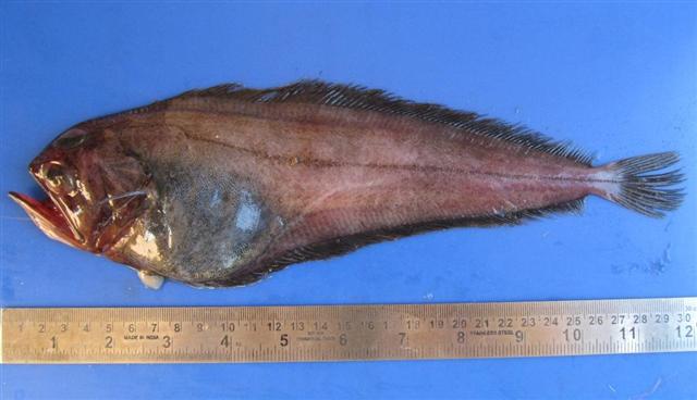 Pelican Flounder (Chascanopsetta lugubris) |commons:File:Chascanopsetta lugubris.jpg