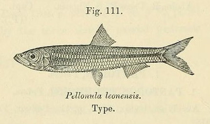 Pellonula leonensis (Pellonula leonensis) |commons:File:Pellonula leonensis.jpg