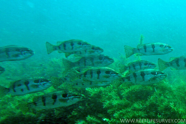 Pelsartia humeralis (Pelsartia humeralis) |commons:File:PelsartiaHumeralis2RLS.jpg