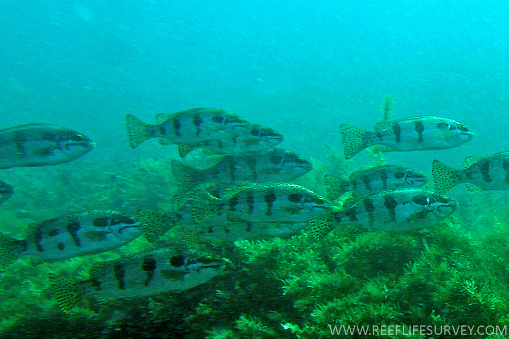 Pelsartia humeralis (Pelsartia humeralis) |commons:File:PelsartiaHumeralis2RLS.jpg