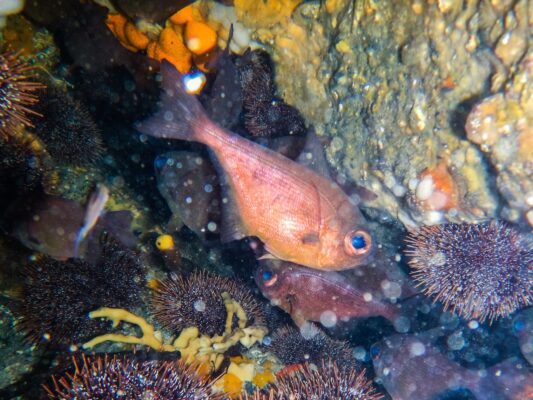 Pempheris adspersa (Pempheris adspersa) |commons:File:Pempheris adspersa.jpg