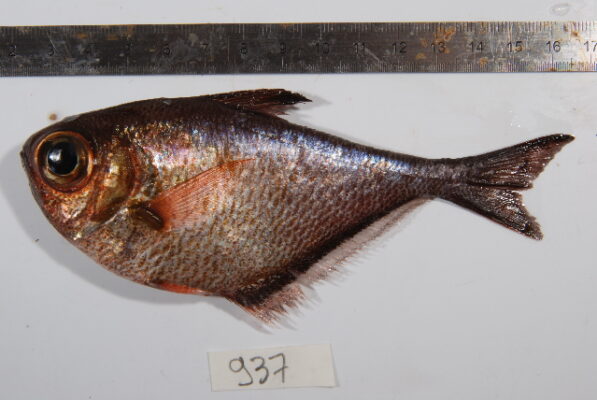 Pempheris adusta (Pempheris adusta) |commons:File:Pempheris adusta.jpg