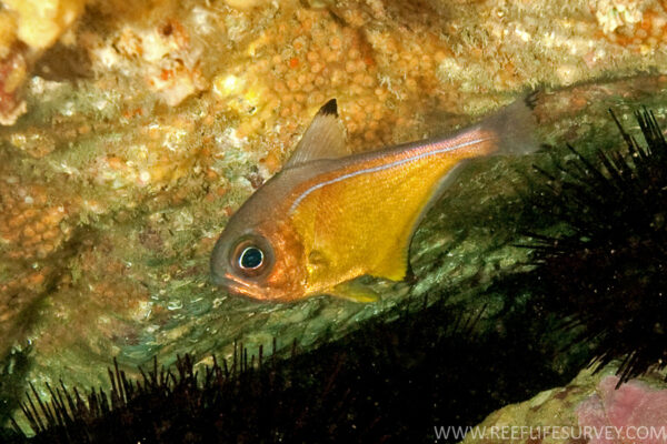 Pempheris affinis (Pempheris affinis) |commons:File:PempherisAffinis.RLS3.jpg