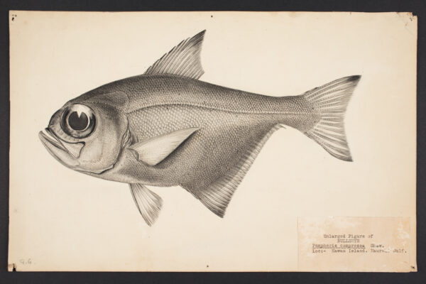 Pempheris compressa (Pempheris compressa) |commons:File:Pempheris compressa Shaw 1920 (48752820487).jpg