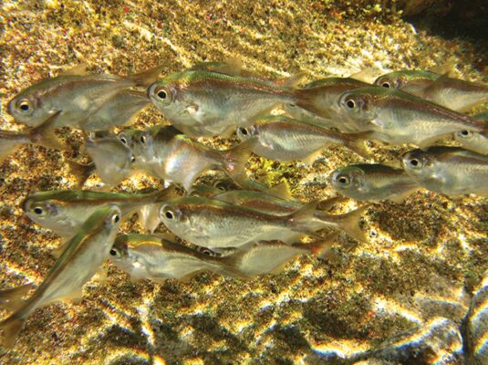 Pempheris gasparinii (Pempheris gasparinii) |commons:File:Pempheris gasparinii, grupo.jpg