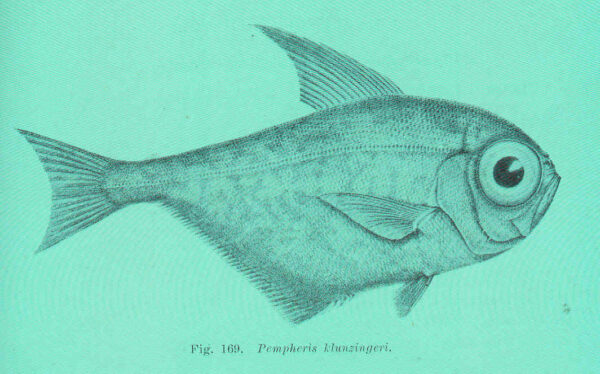 Pempheris klunzingeri (Pempheris klunzingeri) |commons:File:FMIB 45673 Pempheris klunzingeri.jpeg