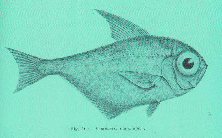 Pempheris klunzingeri (Pempheris klunzingeri) |commons:File:FMIB 45673 Pempheris klunzingeri.jpeg