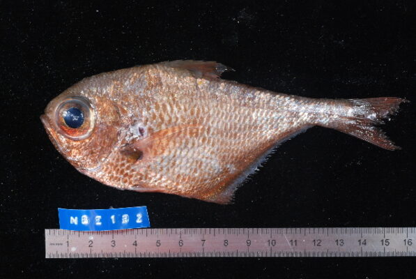 Pempheris mangula (Pempheris mangula) |commons:File:Pempheris mangula.jpg