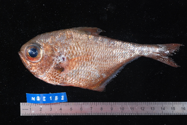 Pempheris mangula (Pempheris mangula) |commons:File:Pempheris mangula.jpg