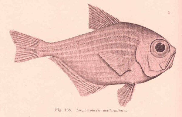 Pempheris multiradiata (Pempheris multiradiata) |commons:File:FMIB 45672 Liopempheris multiradiata.jpeg