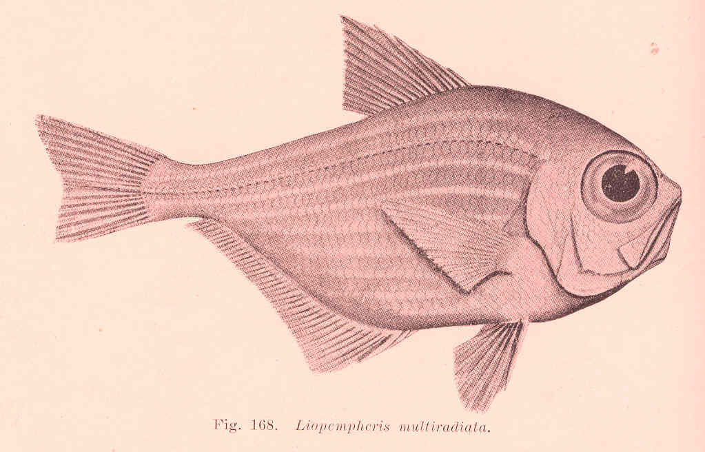 Pempheris multiradiata (Pempheris multiradiata) |commons:File:FMIB 45672 Liopempheris multiradiata.jpeg